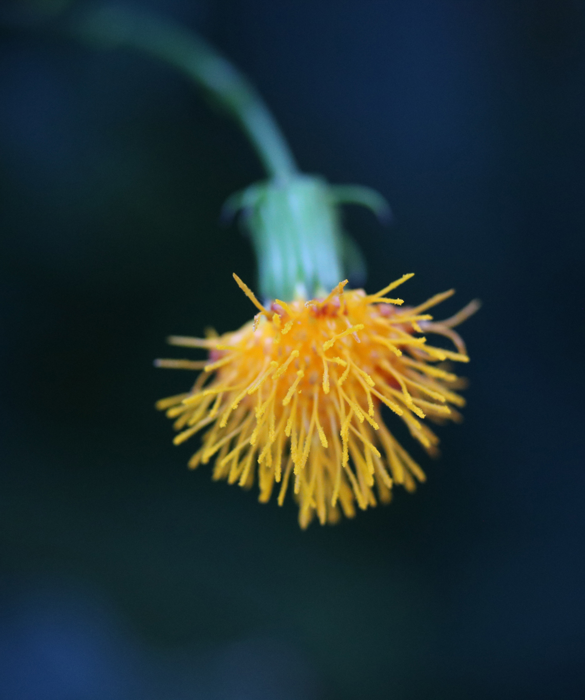 Yellow Flower at Dusk